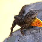 Brown Anole
