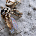 Zebra Jumping Spider