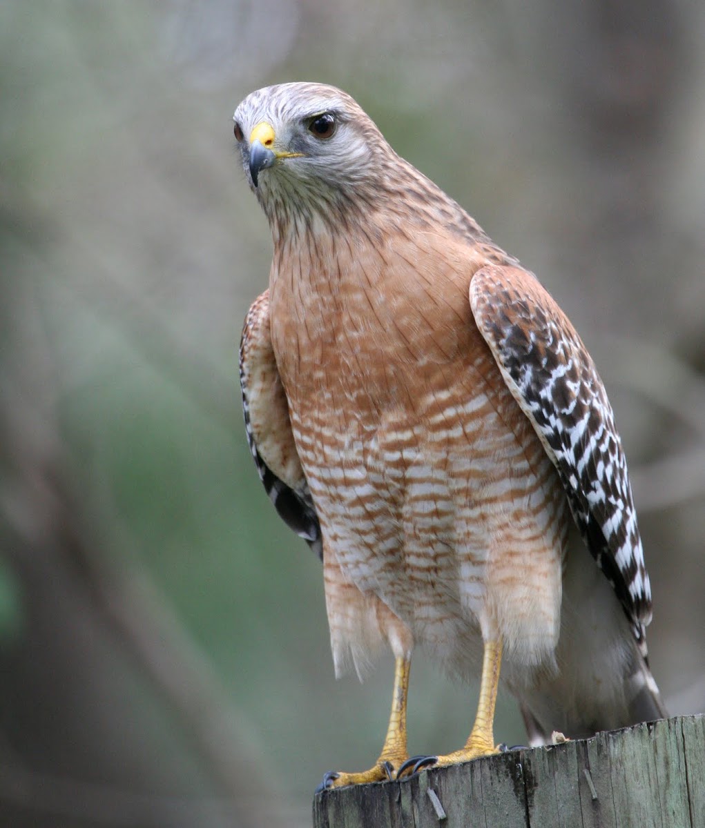 Red-shouldered Hawk