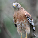 Red-shouldered Hawk