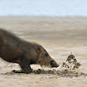 Bornean bearded pig
