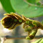 Inga tree leaf