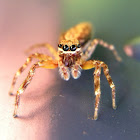 I believe Bronze Aussie jumper