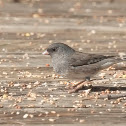 Dark-eyed Junco (Slate-colored)