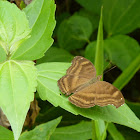 Chocolate Pansy/Chocolate Soldier