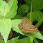 Chocolate Pansy/Chocolate Soldier