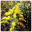 Goldenrod