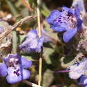 Ground Ivy