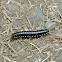 Yellow-spotted Millipede