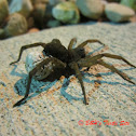 Wolf Spider with Egg Sac