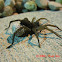 Wolf Spider with Egg Sac