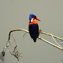 Malachite Kingfisher