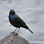 Brewer's Blackbird