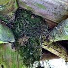 Pacific Wren