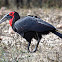 Ground hornbill