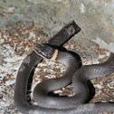 Ringneck Snake