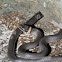 Ringneck Snake