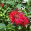 Bee Balm