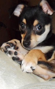 How to mod Miniature Pinscher Wallpapers 1.0 apk for android