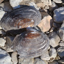 Freshwater Mussel