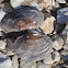 Freshwater Mussel