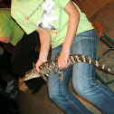 American Alligator