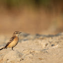 Siberian Stonechat Female