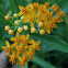 butterfly milkweed