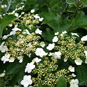 European Cranberrybush