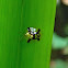 tortoise shell beetle