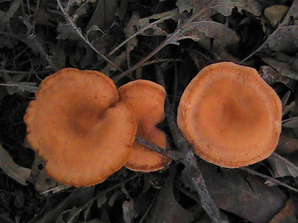 Spotting Image 1
