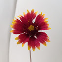 Blanket flower