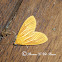 Asota Moth