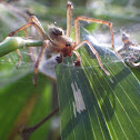 Grass spider (male)