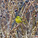 Eurasian Siskin