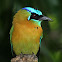 Blue-crowned Motmot