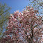 Magnolia