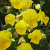 Yellow Pansies