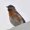 Eastern Bluebird (male)