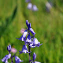 bluebells