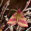 Purple-barred Yellow