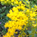 Goldenrod