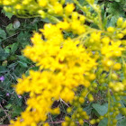 Goldenrod