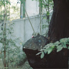 Indian palm squirrel