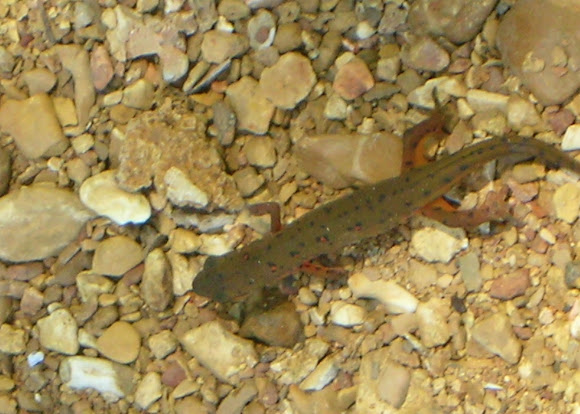 Spotting Image 1