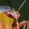 oxyjack