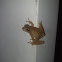 Spring Peeper