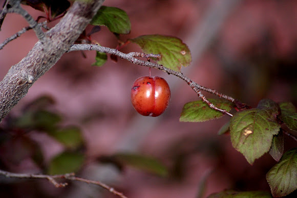 Spotting Image 1