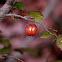 cherry plum