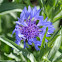 Cornflower/Bachelor's Button